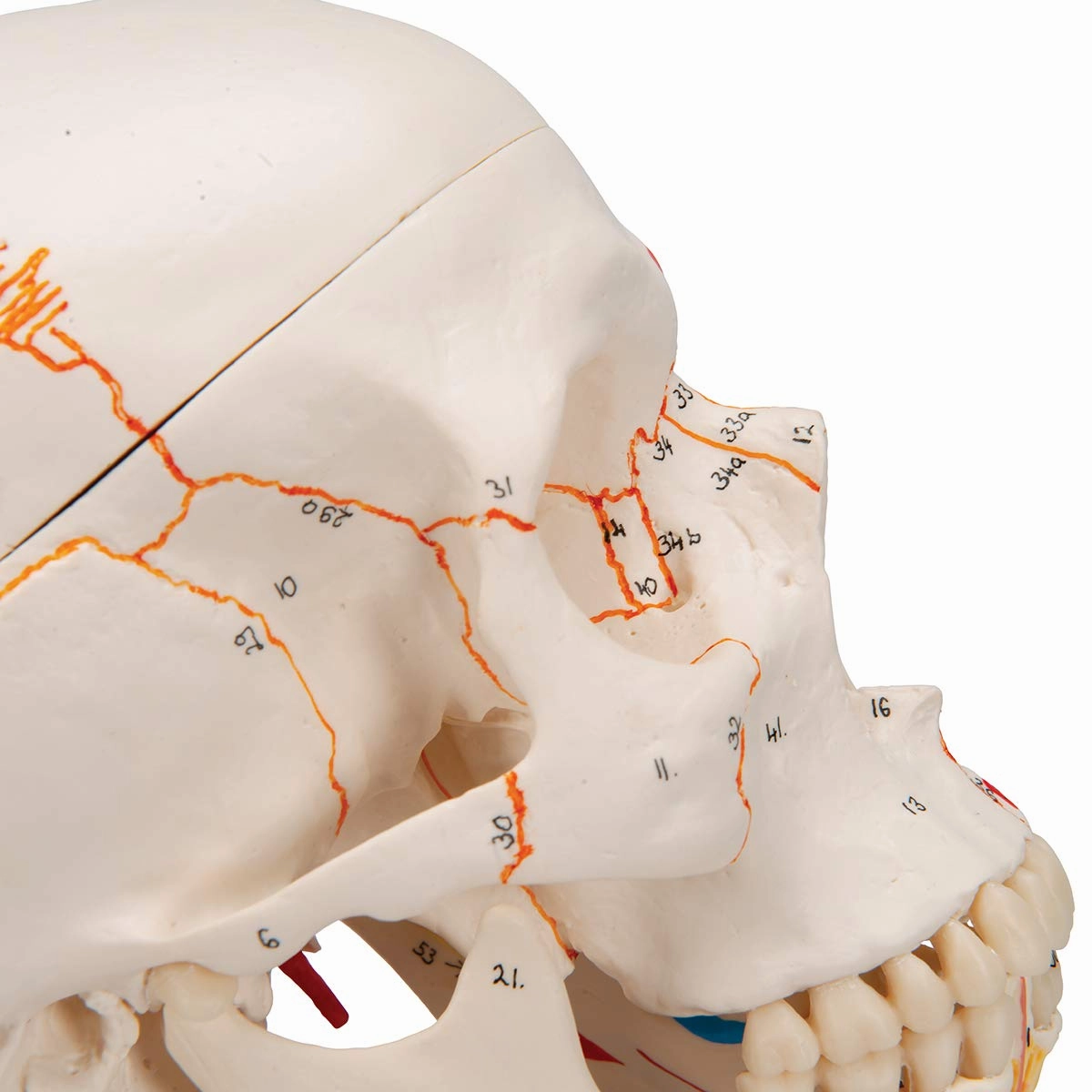 3B Scientific A22/1 Classic Skull wt opened lower Jawpainted3- - 3B Smart Anatomy