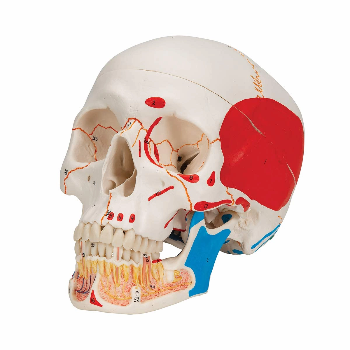 3B Scientific A22/1 Classic Skull wt opened lower Jawpainted3- - 3B Smart Anatomy