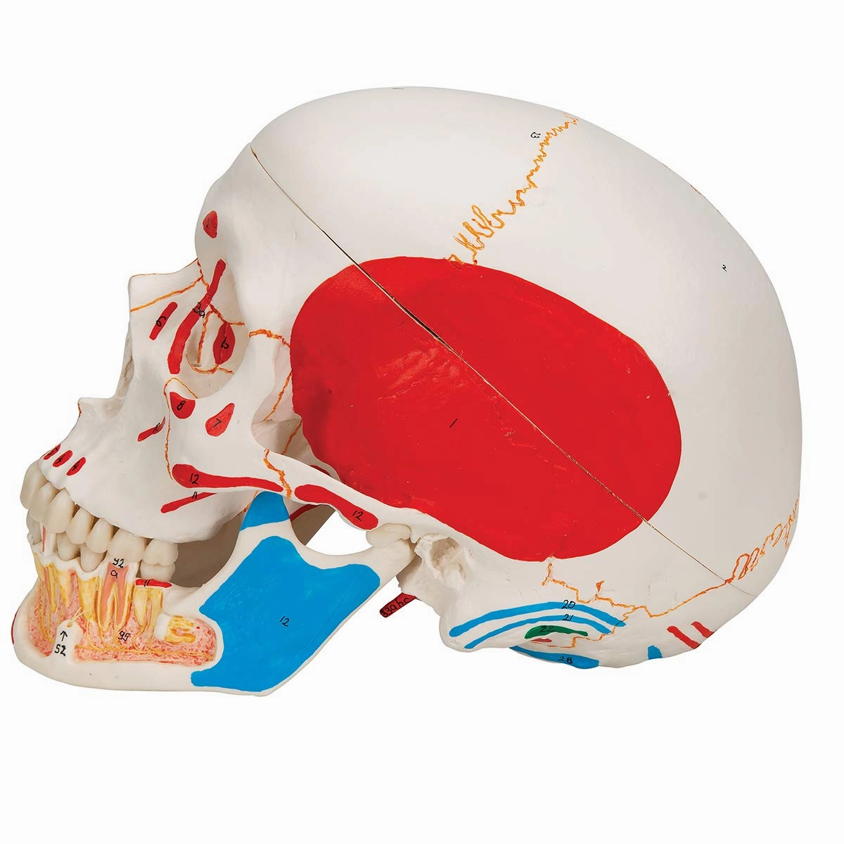 3B Scientific A22/1 Classic Skull wt opened lower Jawpainted3- - 3B Smart Anatomy