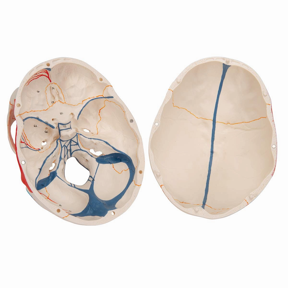 3B Scientific A22/1 Classic Skull wt opened lower Jawpainted3- - 3B Smart Anatomy