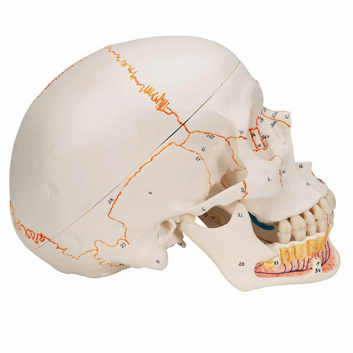 3B Scientific A22/1 Classic Skull wt opened lower Jawpainted3- - 3B Smart Anatomy
