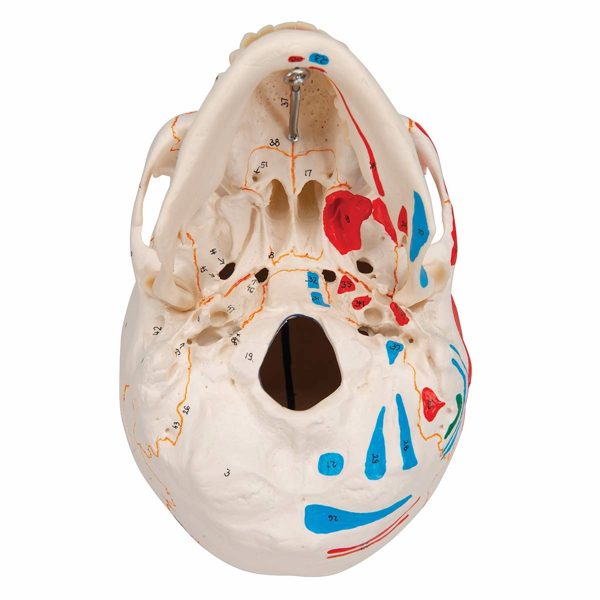 3B Scientific A22/1 Classic Skull wt opened lower Jawpainted3- - 3B Smart Anatomy