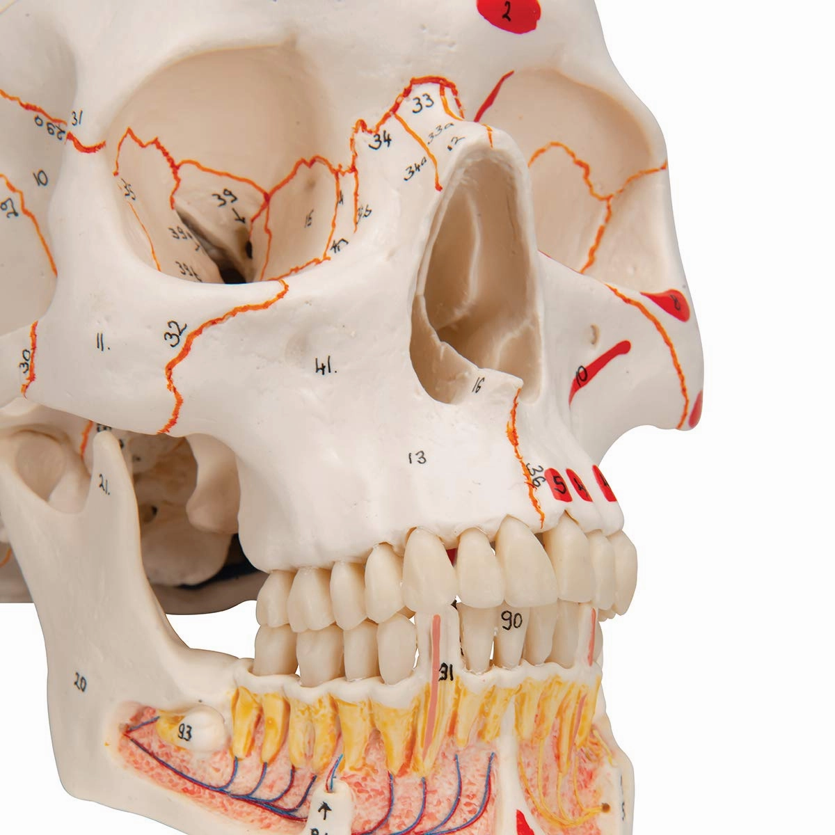 3B Scientific A22/1 Classic Skull wt opened lower Jawpainted3- - 3B Smart Anatomy