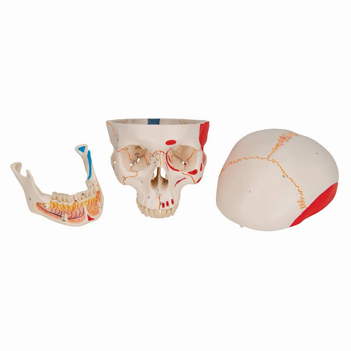 3B Scientific A22/1 Classic Skull wt opened lower Jawpainted3- - 3B Smart Anatomy