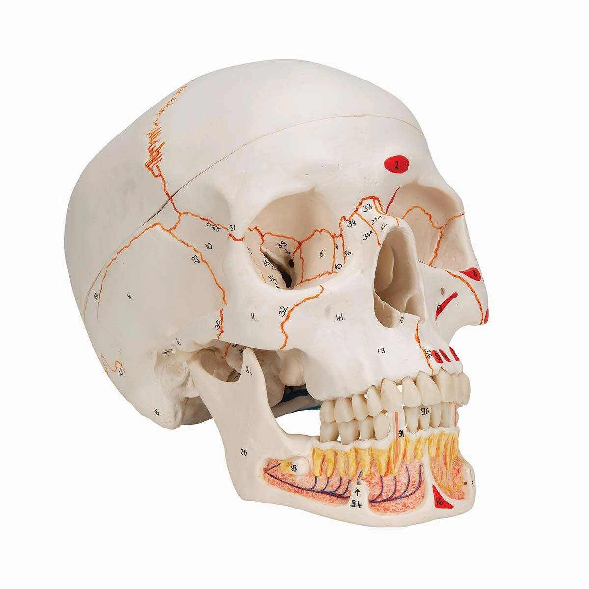 3B Scientific A22/1 Classic Skull wt opened lower Jawpainted3- - 3B Smart Anatomy