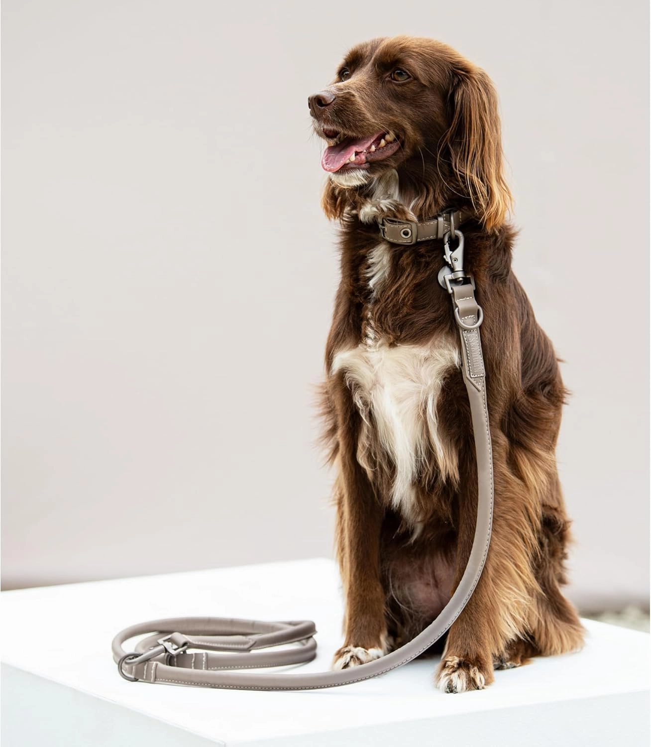 Dog Set Leather - Classic Sports