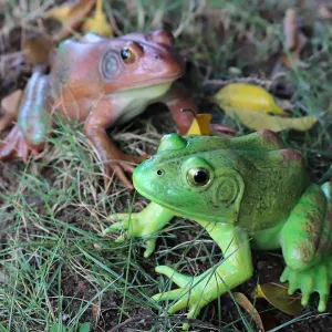 Realistic Tree Frog Figure Plastic Hand Painted Bullfrog Figurine Educational Rubber Animal Model Toys for Kids Children