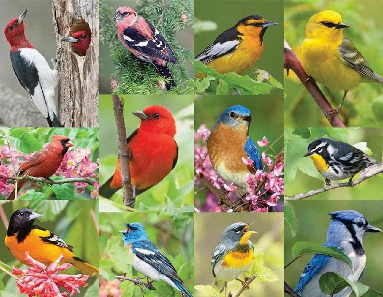 Springbok Puzzle to Remember - Alzheimer & Dementia Activity - 36 Piece Jigsaw Puzzle Birds of a Feather - Made in USA